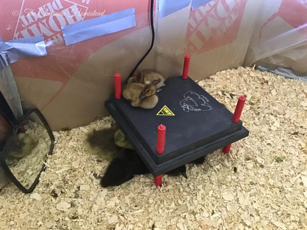 Picture of baby ducklings on top of and underneath brooder plate.