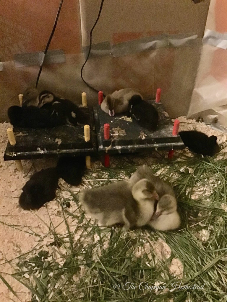 Picture shows two brooder plates next to each other with ducks sleeping on top of and underneath. There are also two goslings in the picture.