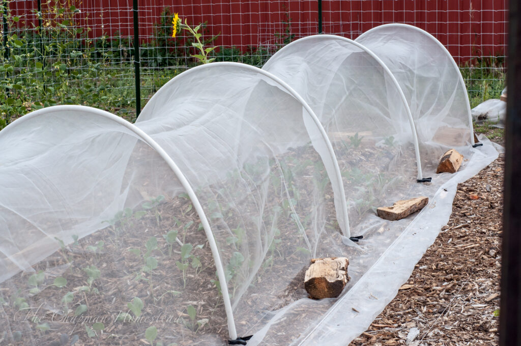 Photo of new low tunnel planted with cabbages, broccoli, kale, cauliflower, and sprouts