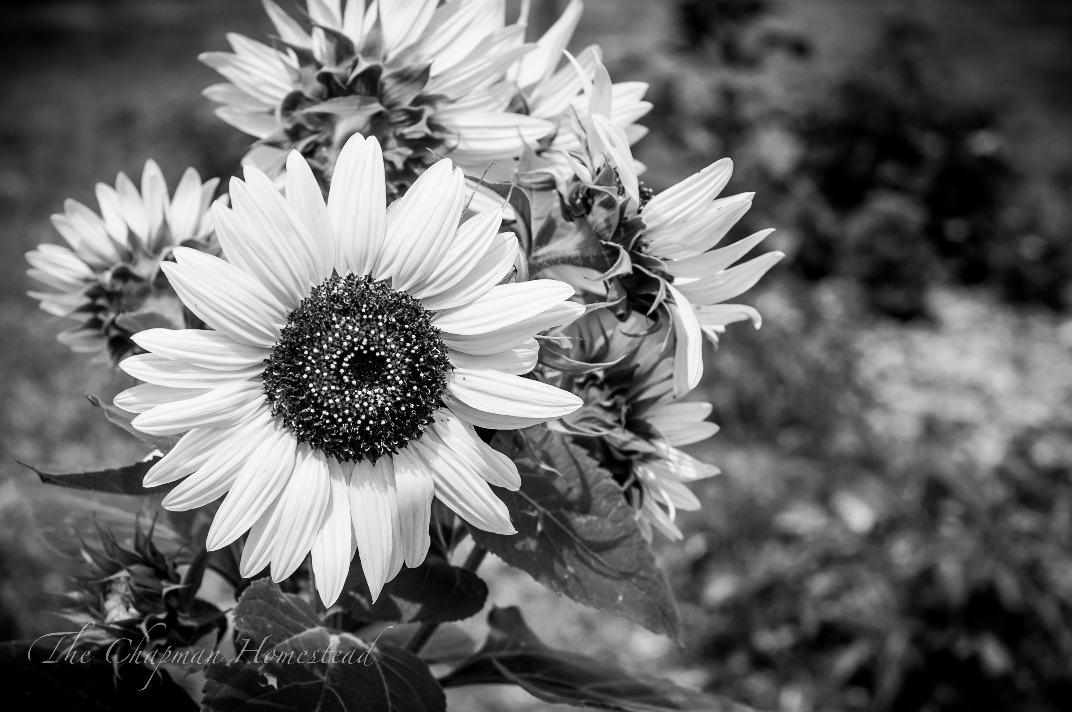 Early August Garden Tour