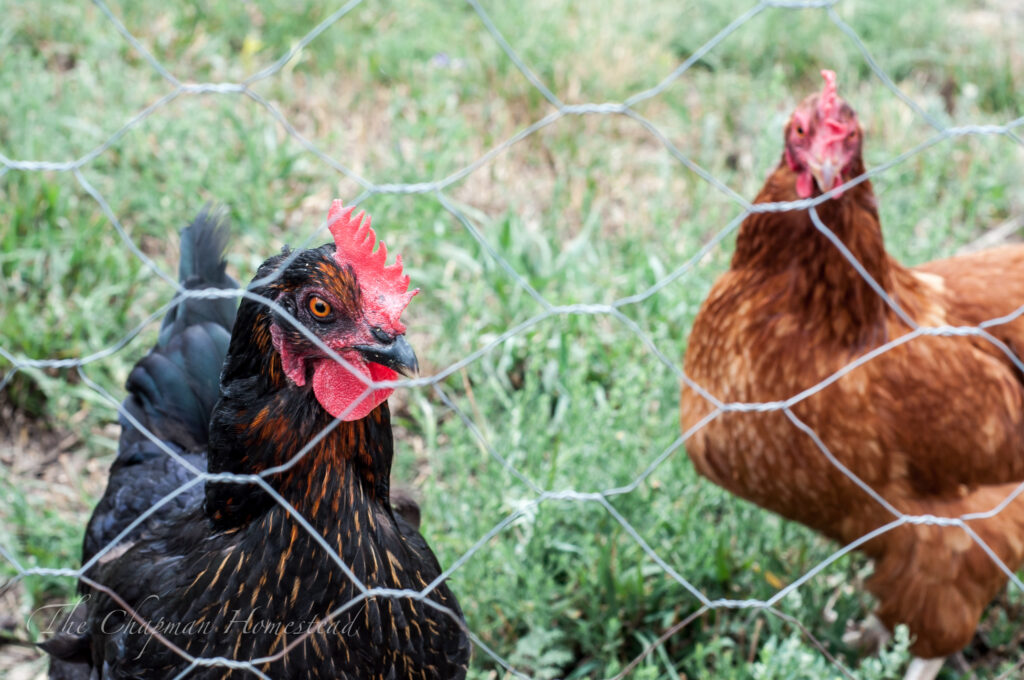 Photo of chickens up close