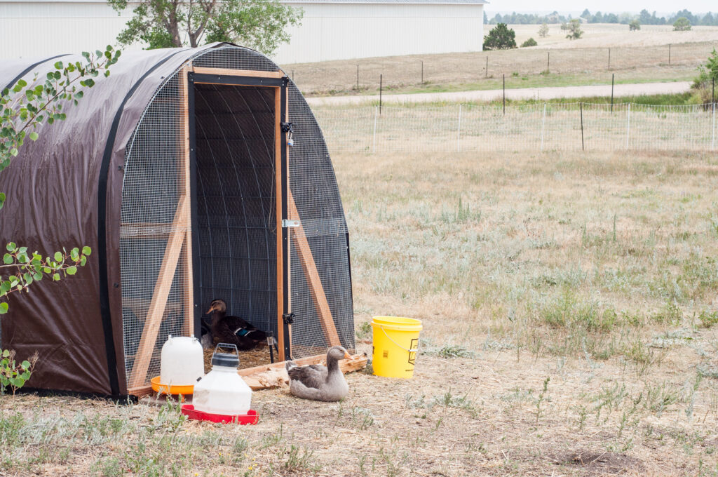 Photo of goose sitting outside hoop house with duck sitting inside