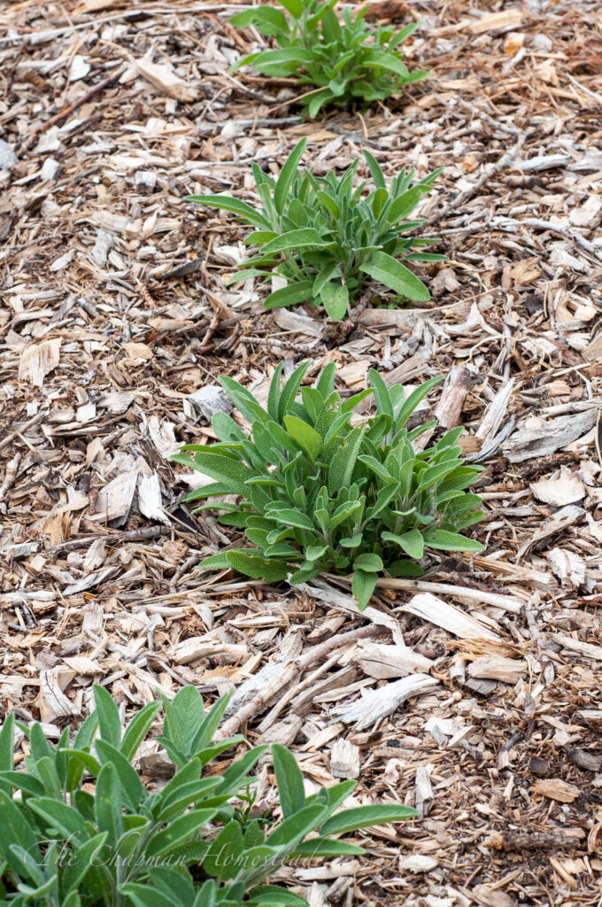 Photo of four small sage plants