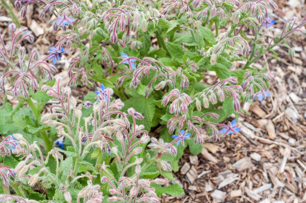 Photo of borage plant with many flowers and seeds