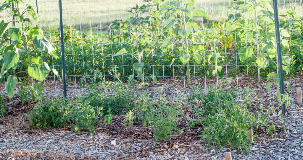 Photo of tomato plants