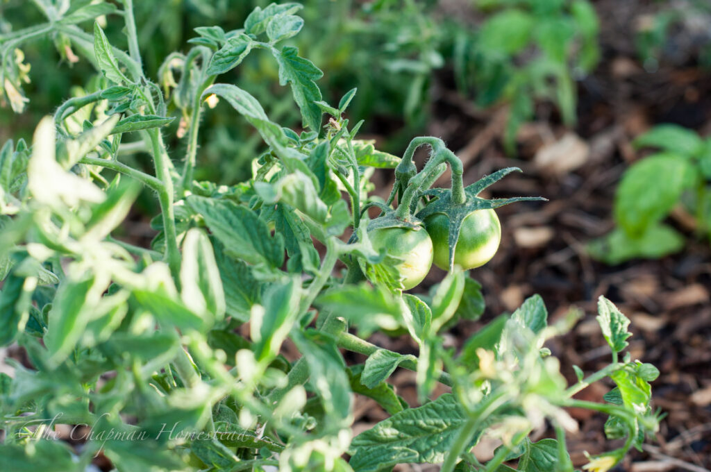 Photo of two green tomatoes