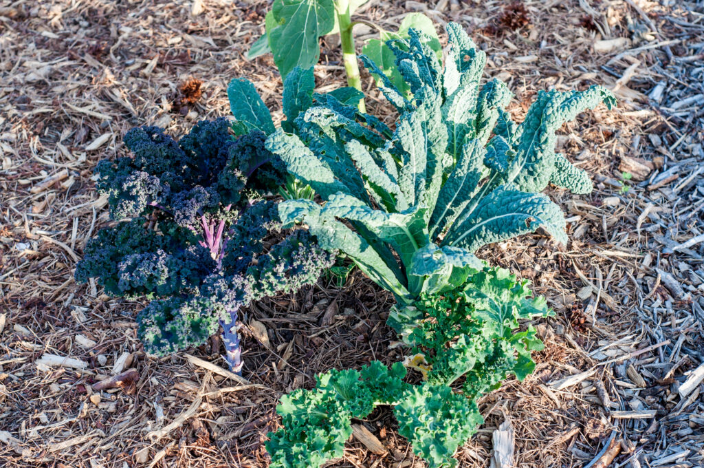 Photo of three kale plants