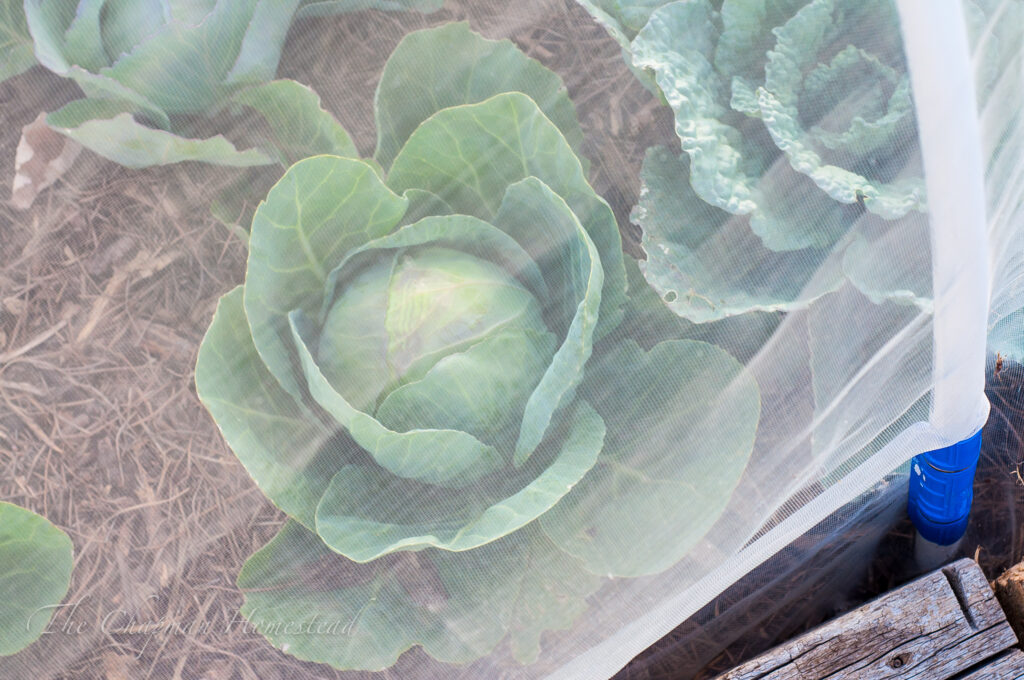 Photo of green cabbage growing in low tunnel