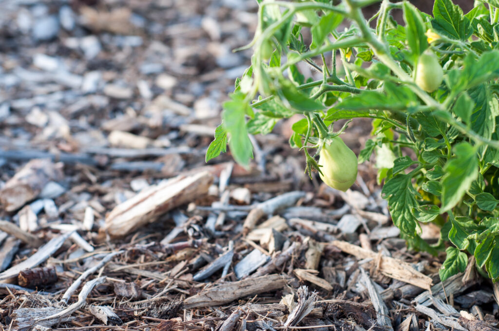 Photo of baby roma tomato still green