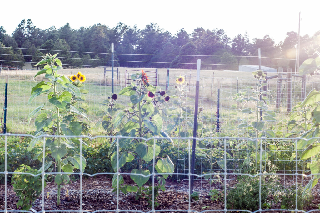 Photo of sunflowers