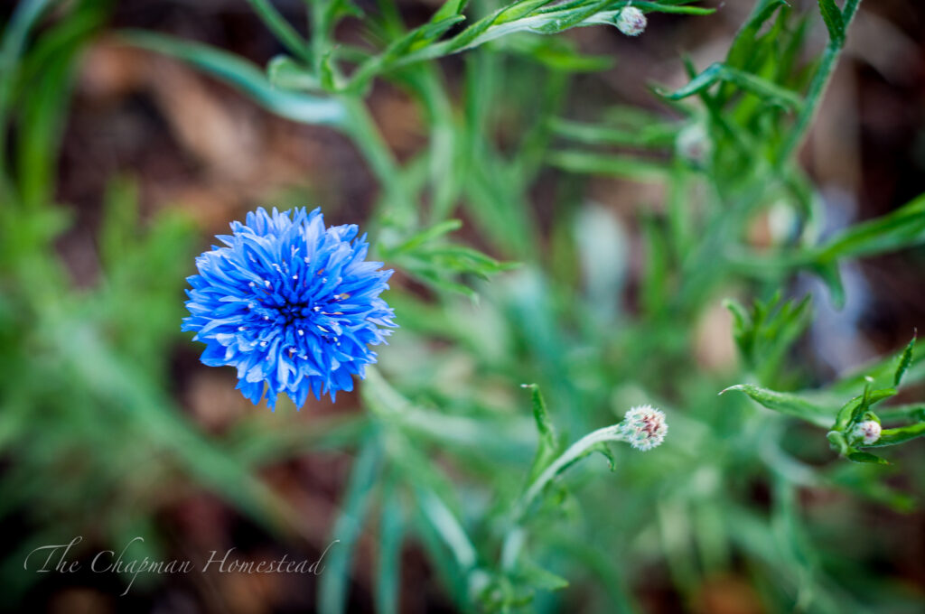 Photo of blue bachelor button