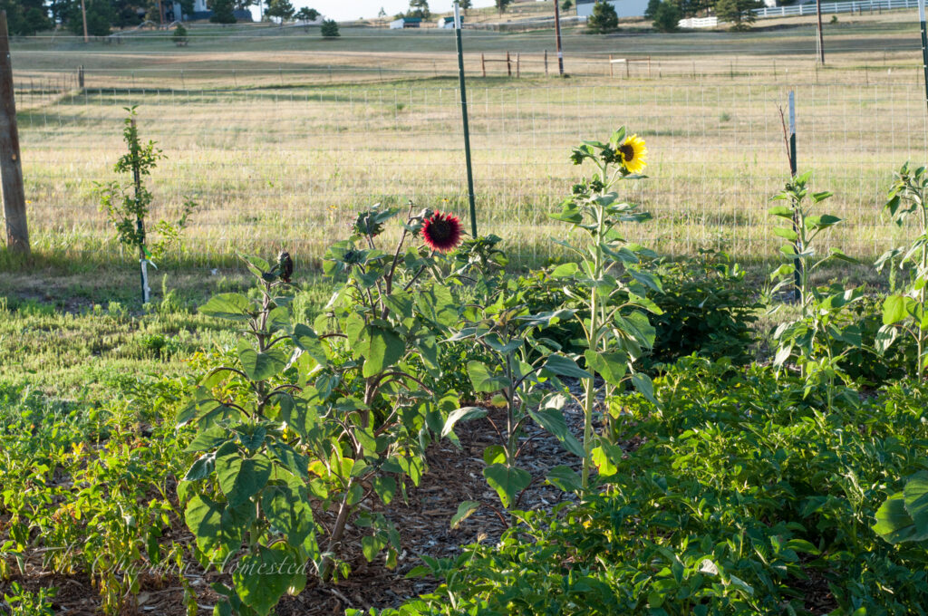 Photo of yellow sunflower and red sunflower. Potatoes underneath are ready to harvest.