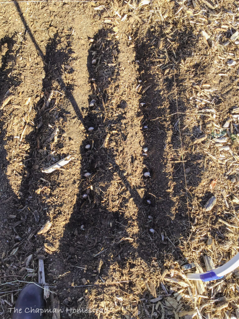 Garlic cloves planted into furrows about 4 to 6 inches apart.