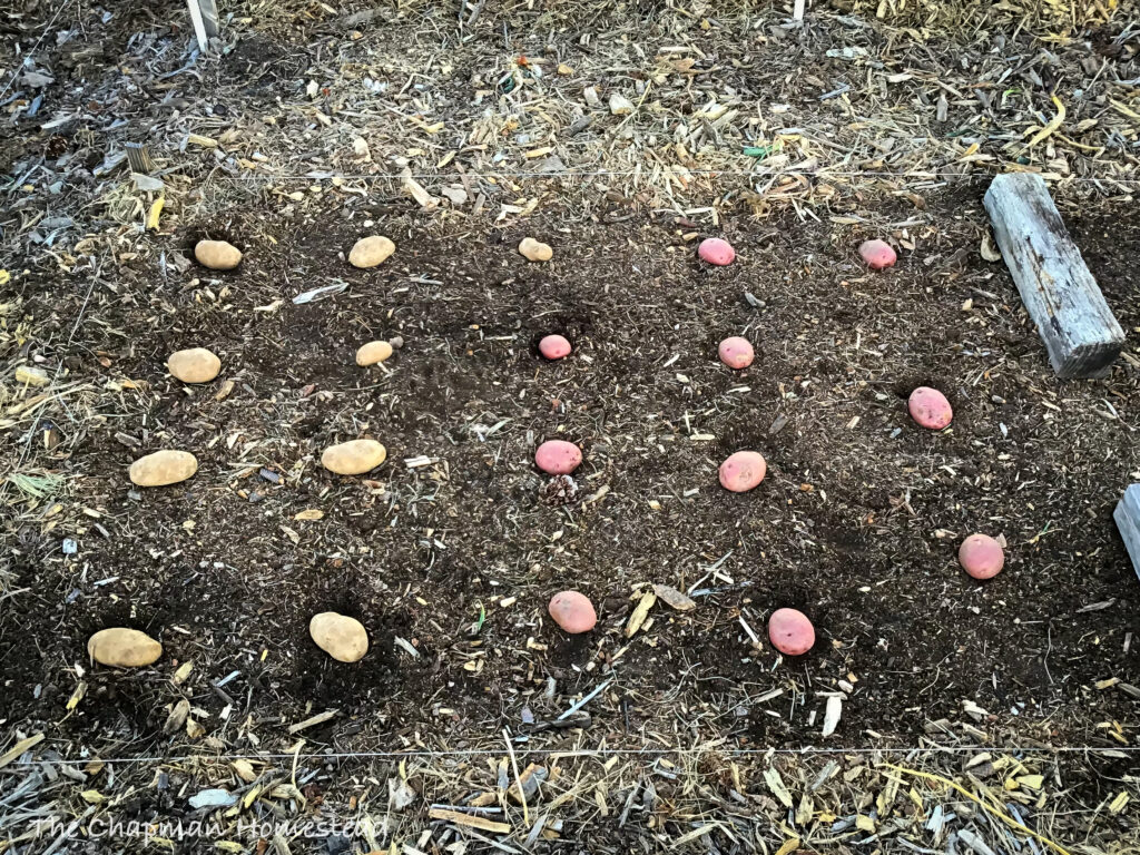 More potatoes about one foot on center.