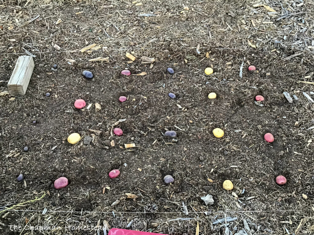 Potatoes in holes about one foot on center.