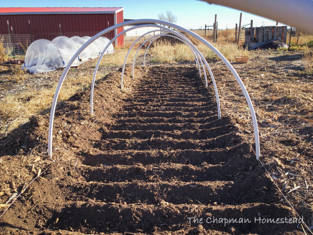 The same bed with furrows dug for planting garlic into.