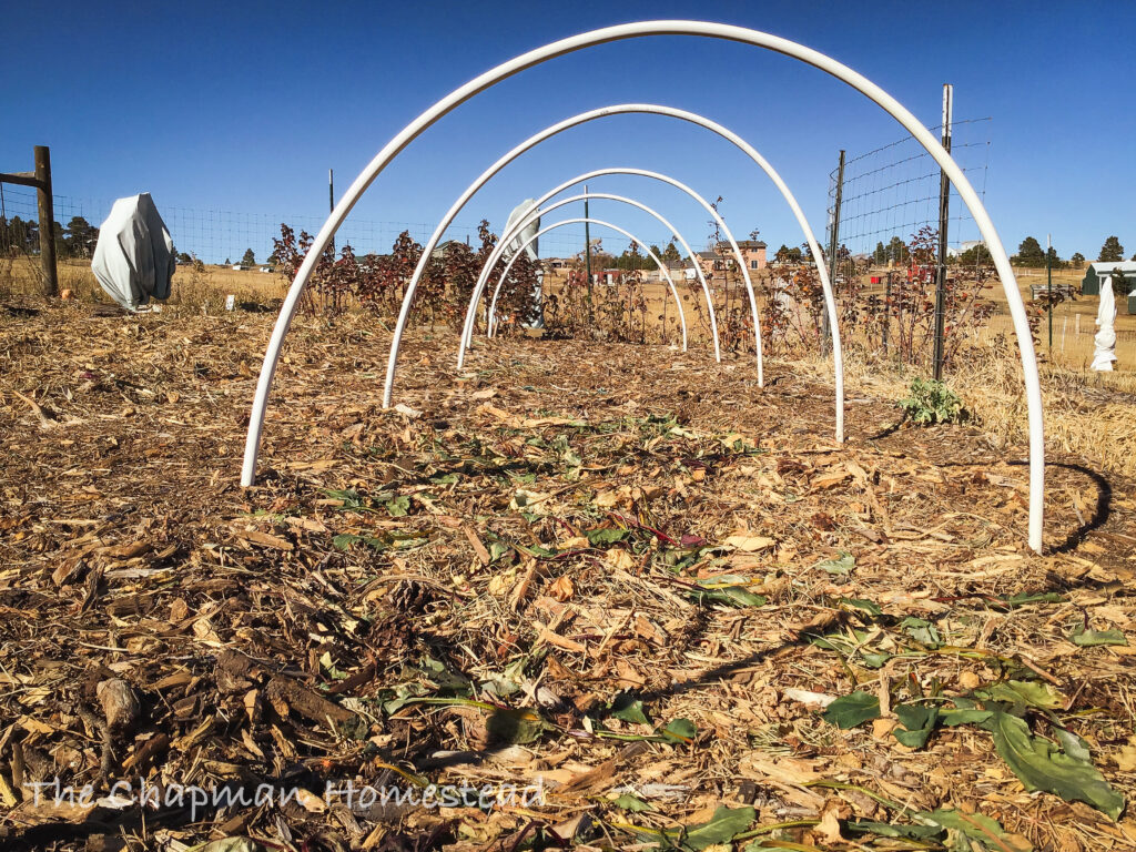 Picture of a garden bed with pvc pipe hoops over it. The ground is covered with mulch and beet leaves no longer attached to the plants.