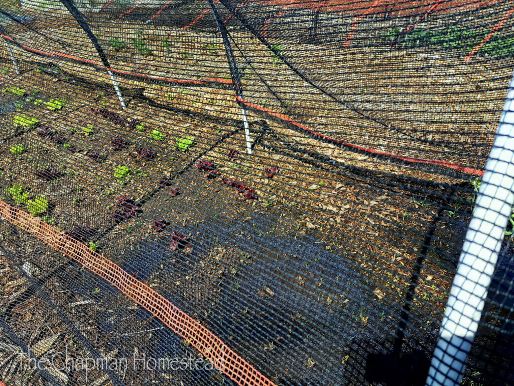 Photo of a bed of lettuce and a pool of water under black hail netting