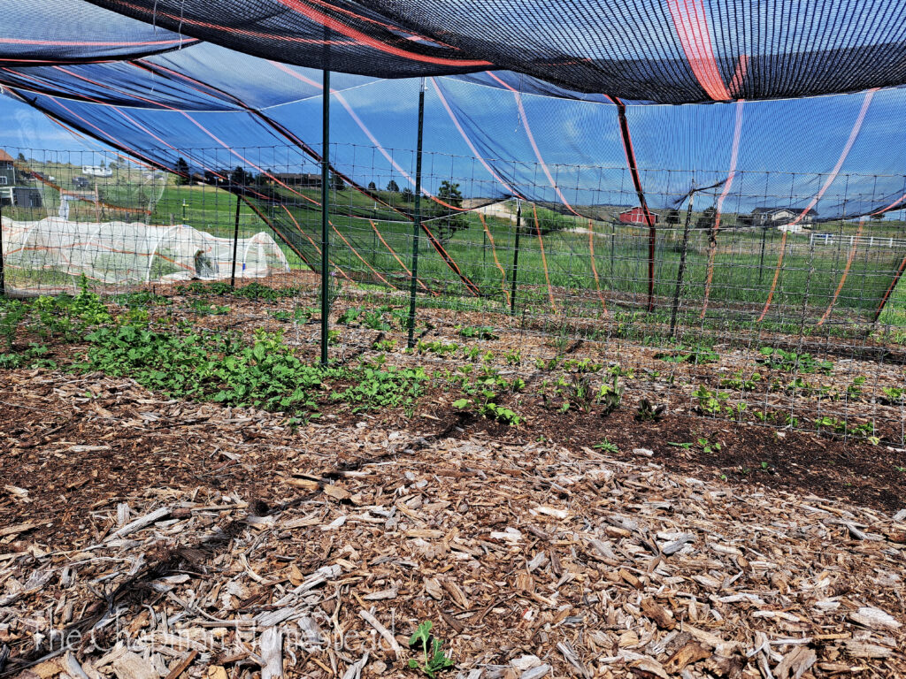 Another photo from inside the hail tent. Multiple garden beds with a few things growing.