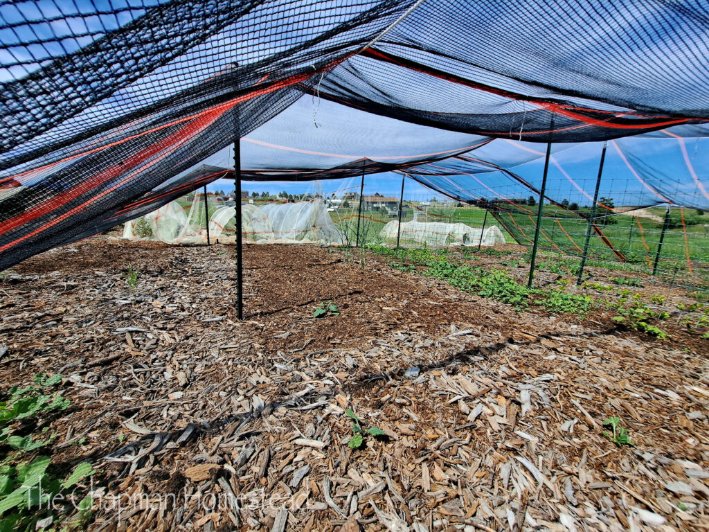 Photo from inside the hail tent. Multiple garden beds with a few things growing.