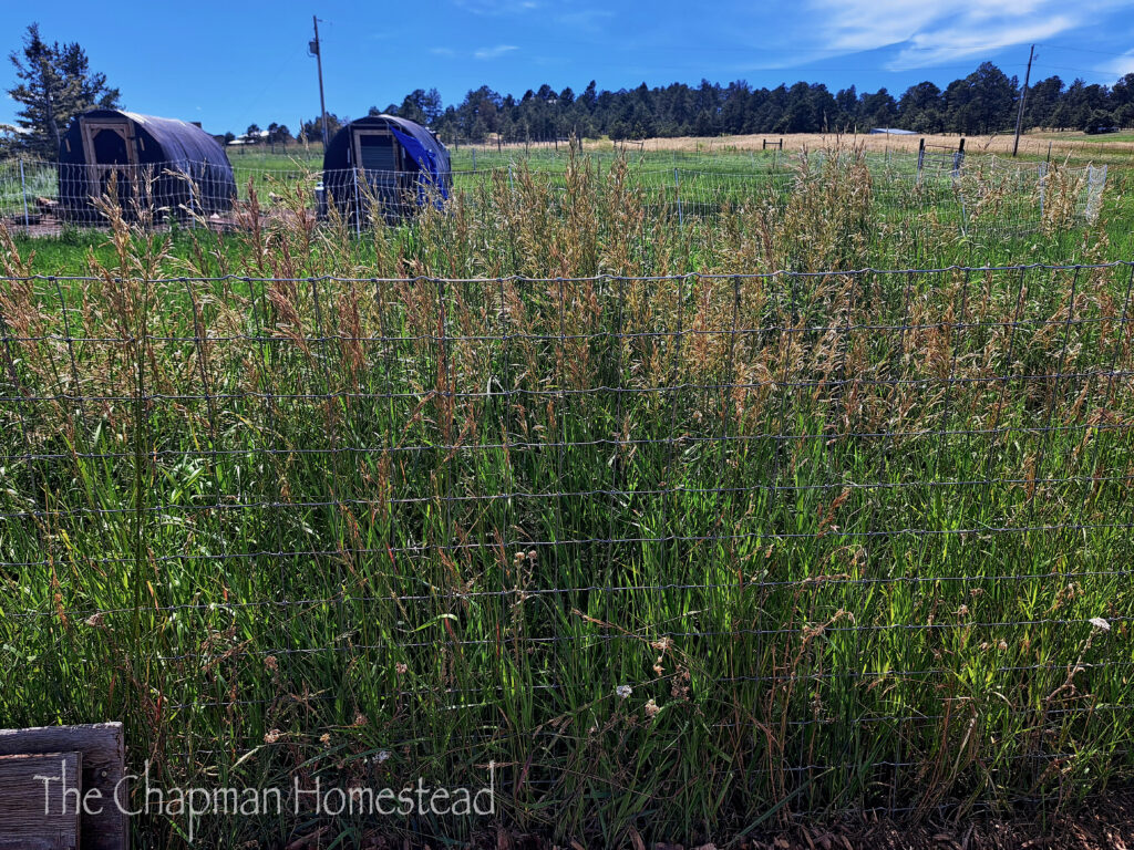 Photo of tall green grass rising above a 4 foot garden fence.