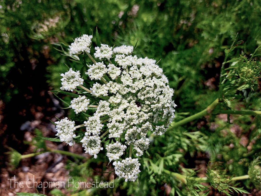 Photo of a carrot flower. White umbrils.