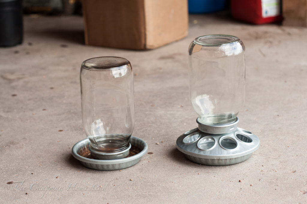 Picture of mason jar water and feeders for baby chicks.