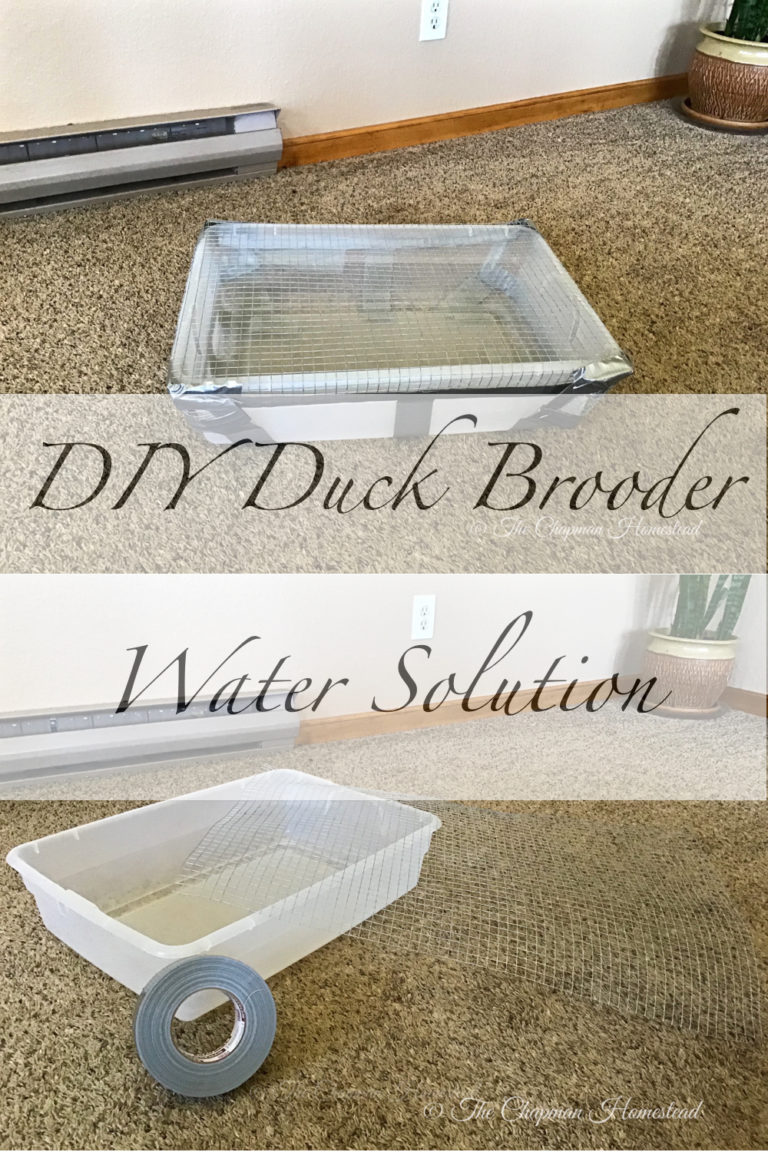 DIY Duck Brooder Water Solution