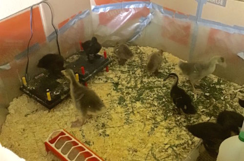 Photo of the inside of a duck brooder showing the set up with water, feed tray, brooding plates, and pine shavings