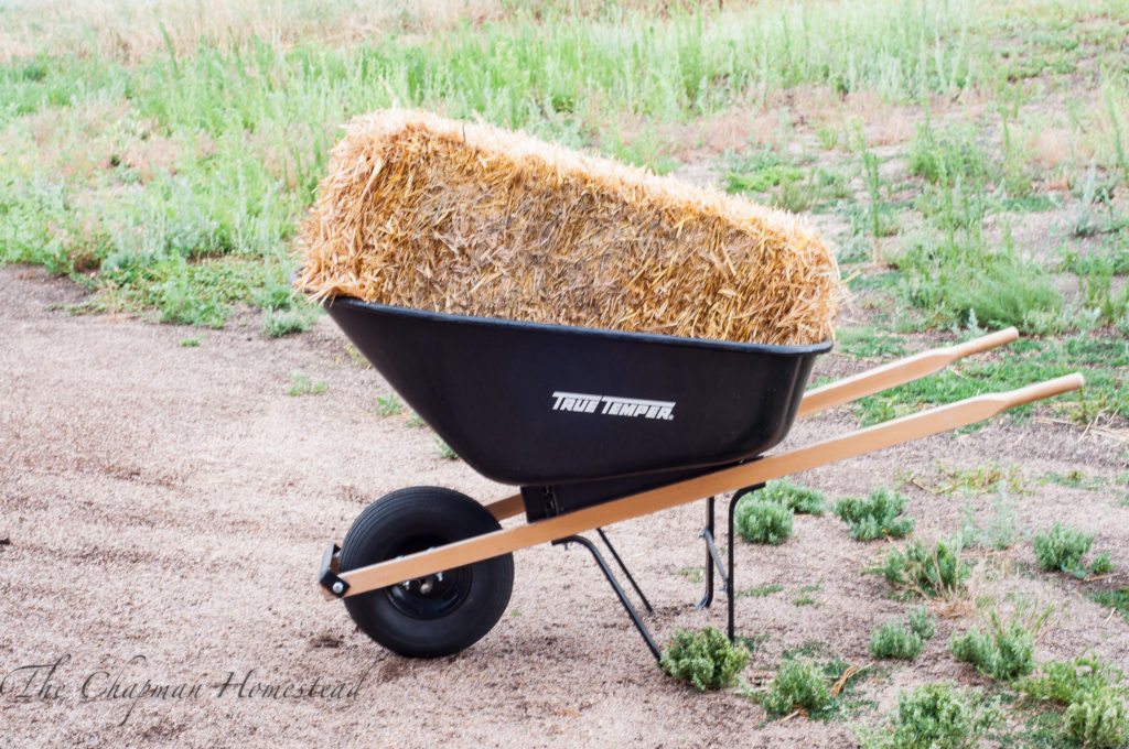 Photo of a wheelbarrow with a bale of straw in it. The perfect transportation device for the beginning homesteader.