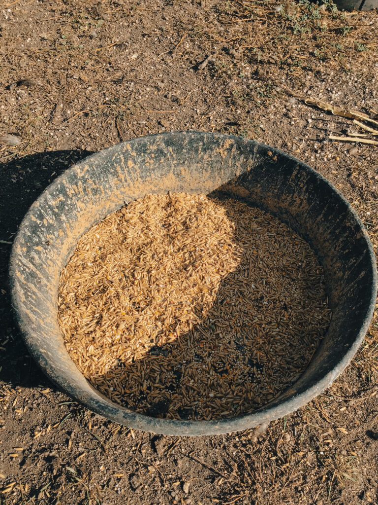 Picture of shallow rubber feed bowl with mixed grains.