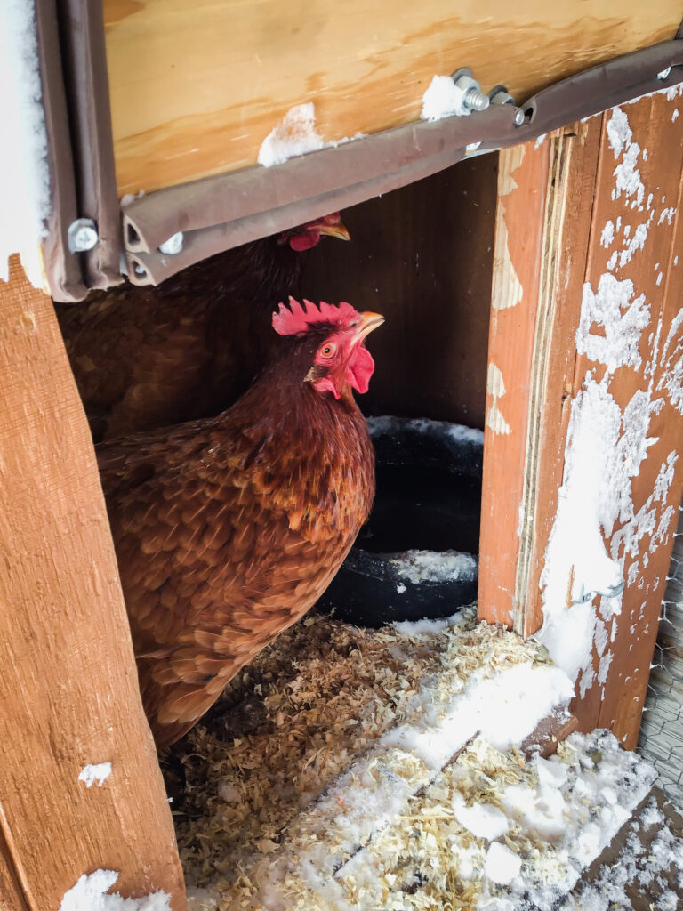 Picture of tan chicken hiding inside hen house drinking water because there's snow in the run.