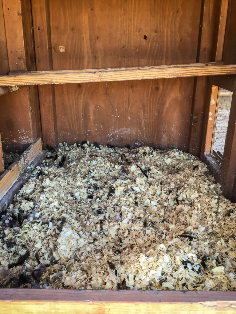 Photo of the inside of the hen house.  Pine shaving litter on the floor.